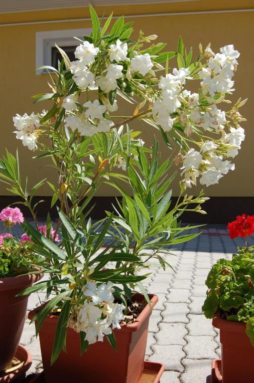 Apartmanhaz Cedrus 8 Zalakaros Bilik gambar